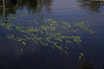 Plants in the Water Near Sandy Island by The Athenaeum Press