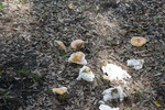 Mushrooms on the Ground by The Athenaeum Press