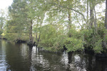 Waccamaw River and Shore 2 by The Athenaeum Press
