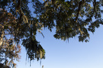 Tall Trees With Hanging Spanish Moss Against a Blue Sky by The Athenaeum Press