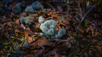 Reindeer Moss Growing in Undergrowth by The Athenaeum Press