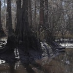 Cypress Knees in Winter at Low Tide