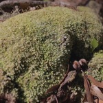 Detailed Shot of Green Moss at Base of Tree