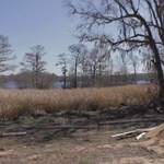 View of Waccamaw From Sandy Island, Facing North