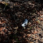 Litter on Sandy Island by The Athenaeum Press