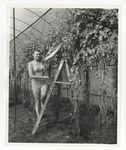 Photo of a female on a ladder picking tomatoes by Lonnie W. Fleming Sr.
