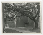 Live Oak tree in playground beside Conway Elementary School by Lonnie W. Fleming Sr.