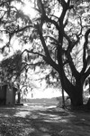Tree and Building 2, Greyscale by The Athenaeum Press