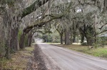 A Road and Spanish Moss by Emily Munn