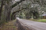A Road and Spanish Moss 2 by Emily Munn